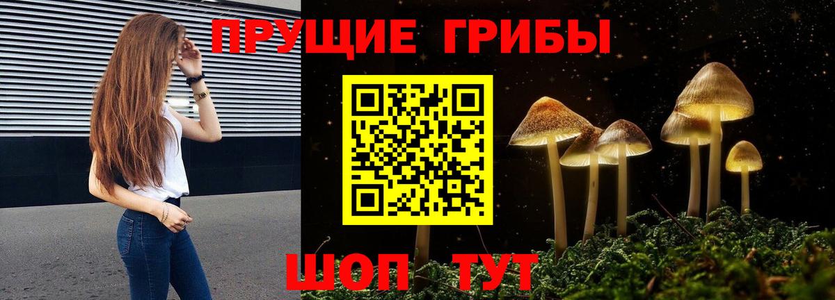 Галлюциногенные грибы Psilocybe Дятьково
